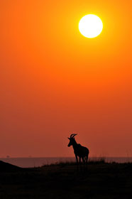 きじとら さんの投稿作品